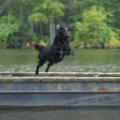 dock dive IMG_3461