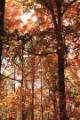 fall leaves