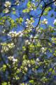 dogwood blooms in Yargo